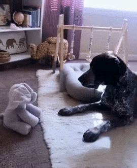 Daisy the Peek-A-Boo Elephant🥰