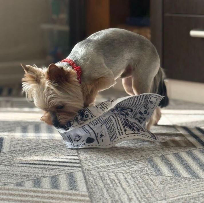 Pawper Times - Chew Toy