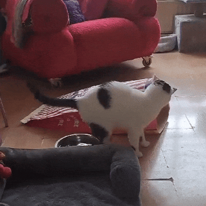 Kitty Popcorn Hut™