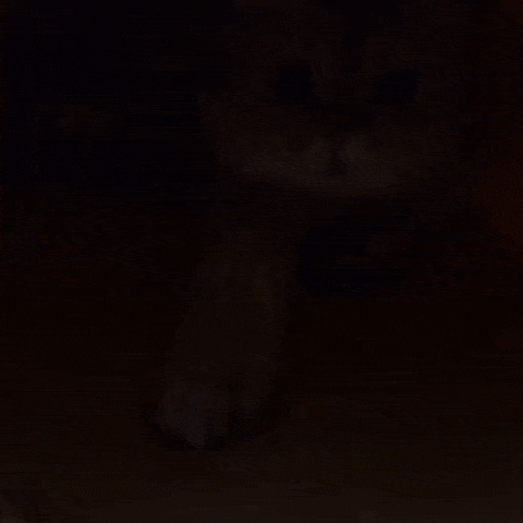Kitty Popcorn Hut™