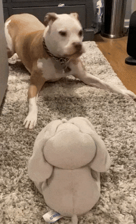 Daisy the Peek-A-Boo Elephant🥰