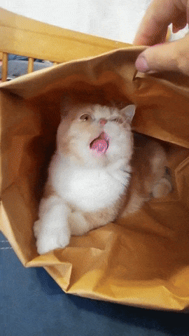 Kitty Popcorn Hut™