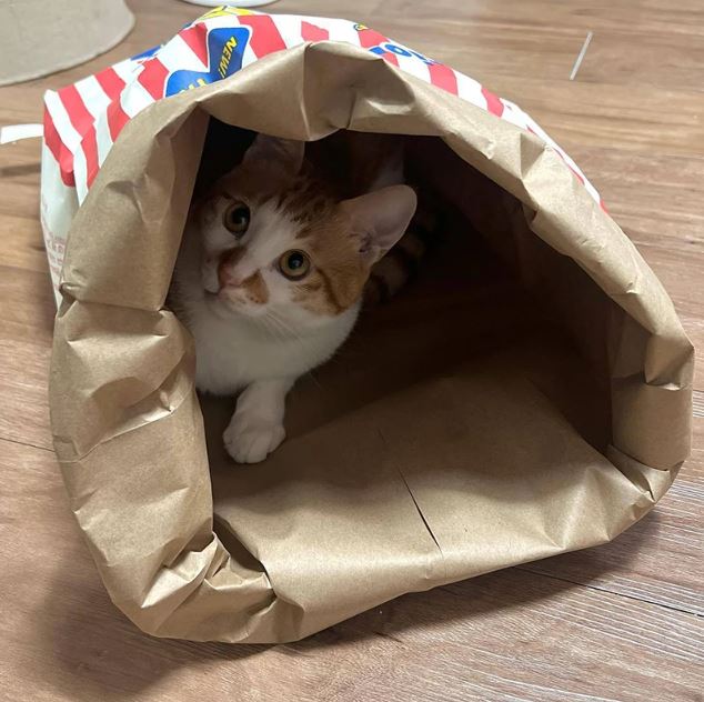 Kitty Popcorn Hut™