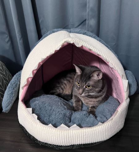 Marco The Great Cat Shark Bed