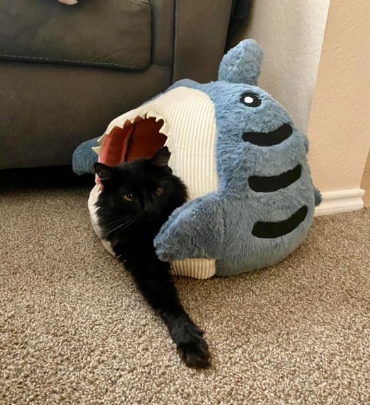 Marco The Great Cat Shark Bed