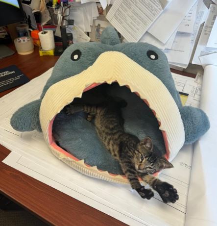 Marco The Great Cat Shark Bed