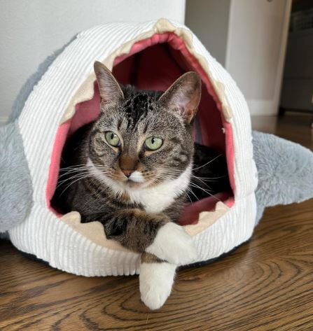 Marco The Great Cat Shark Bed