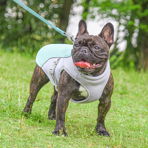 Doggy Cooling Vest